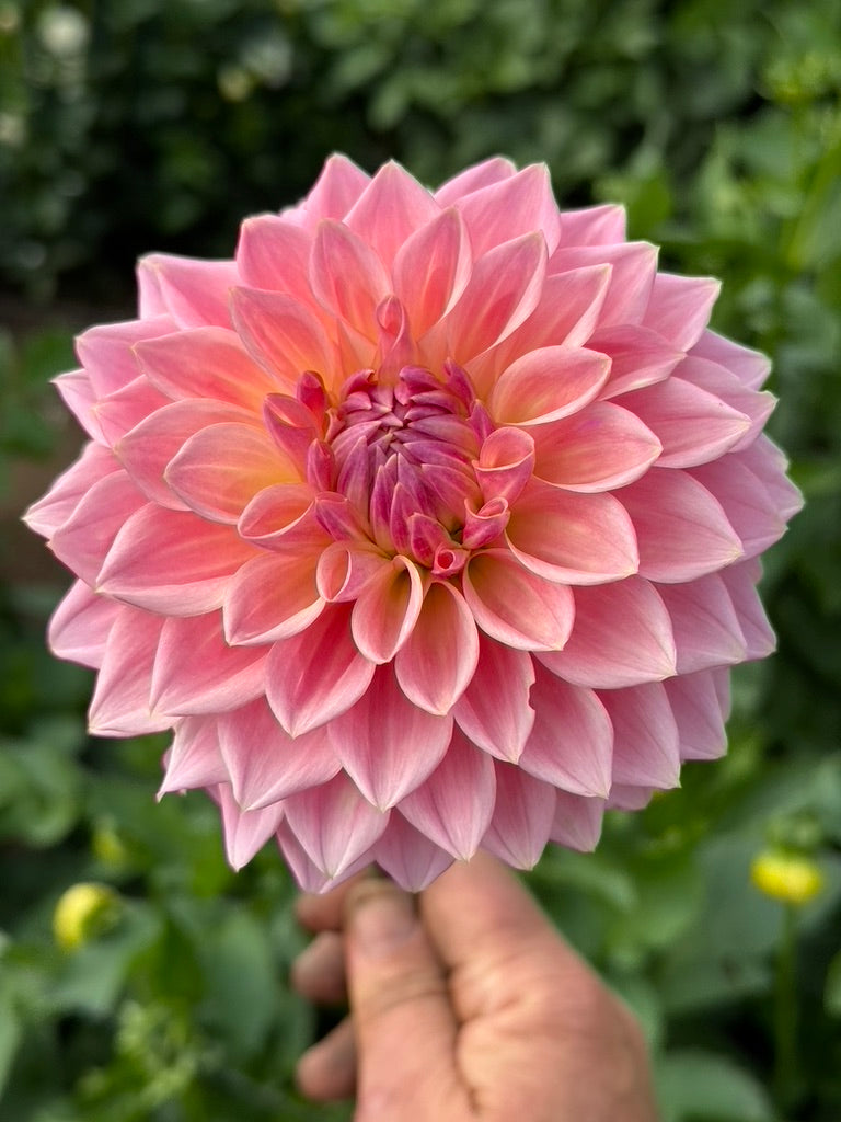 Bloomquist Alan TUBER