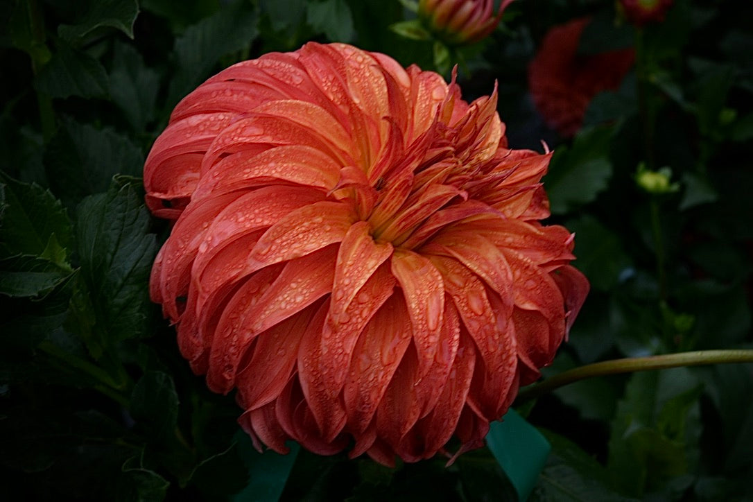 Bloomquist Jean TUBER