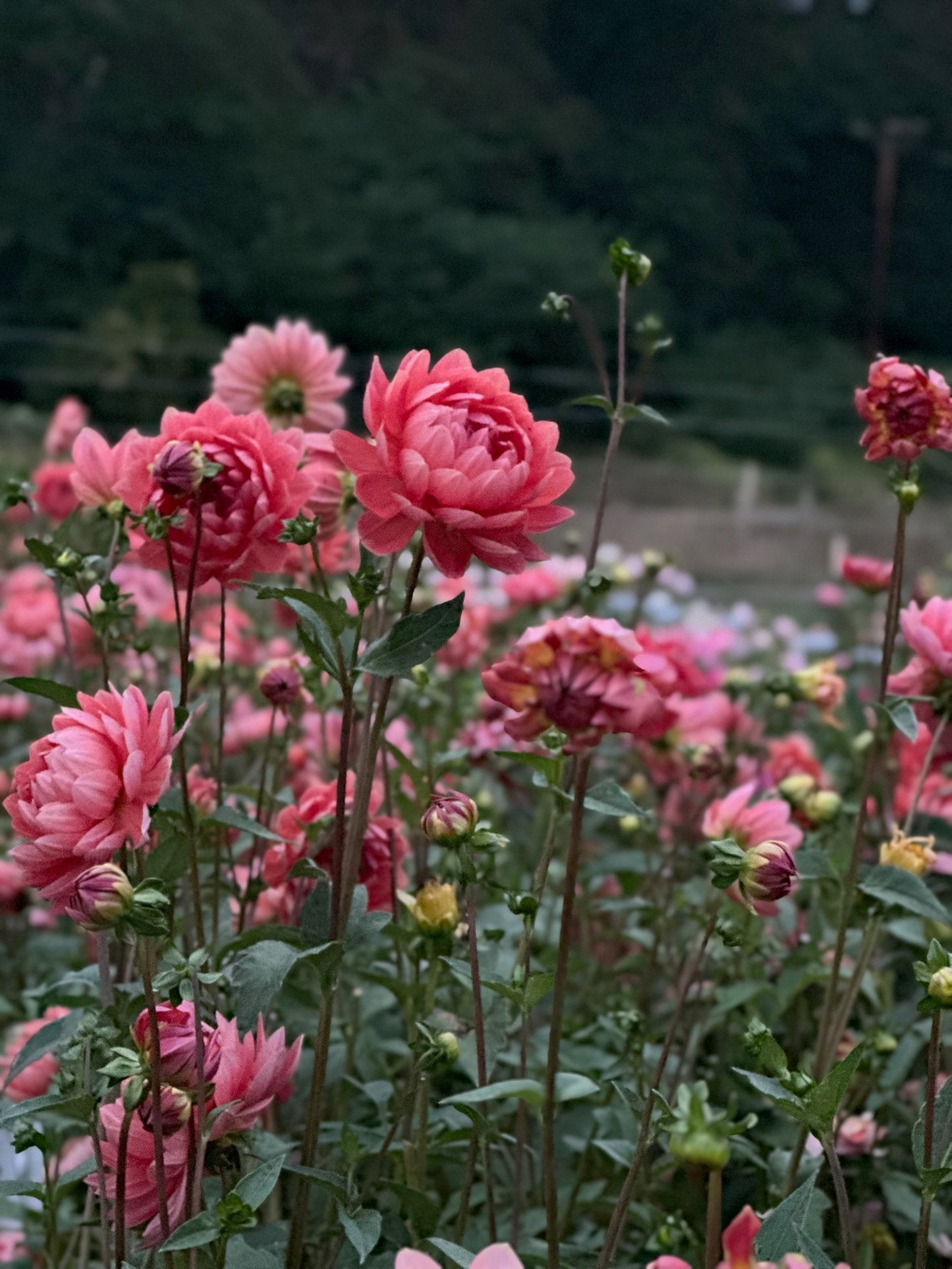 Hollyhill Daydream TUBER
