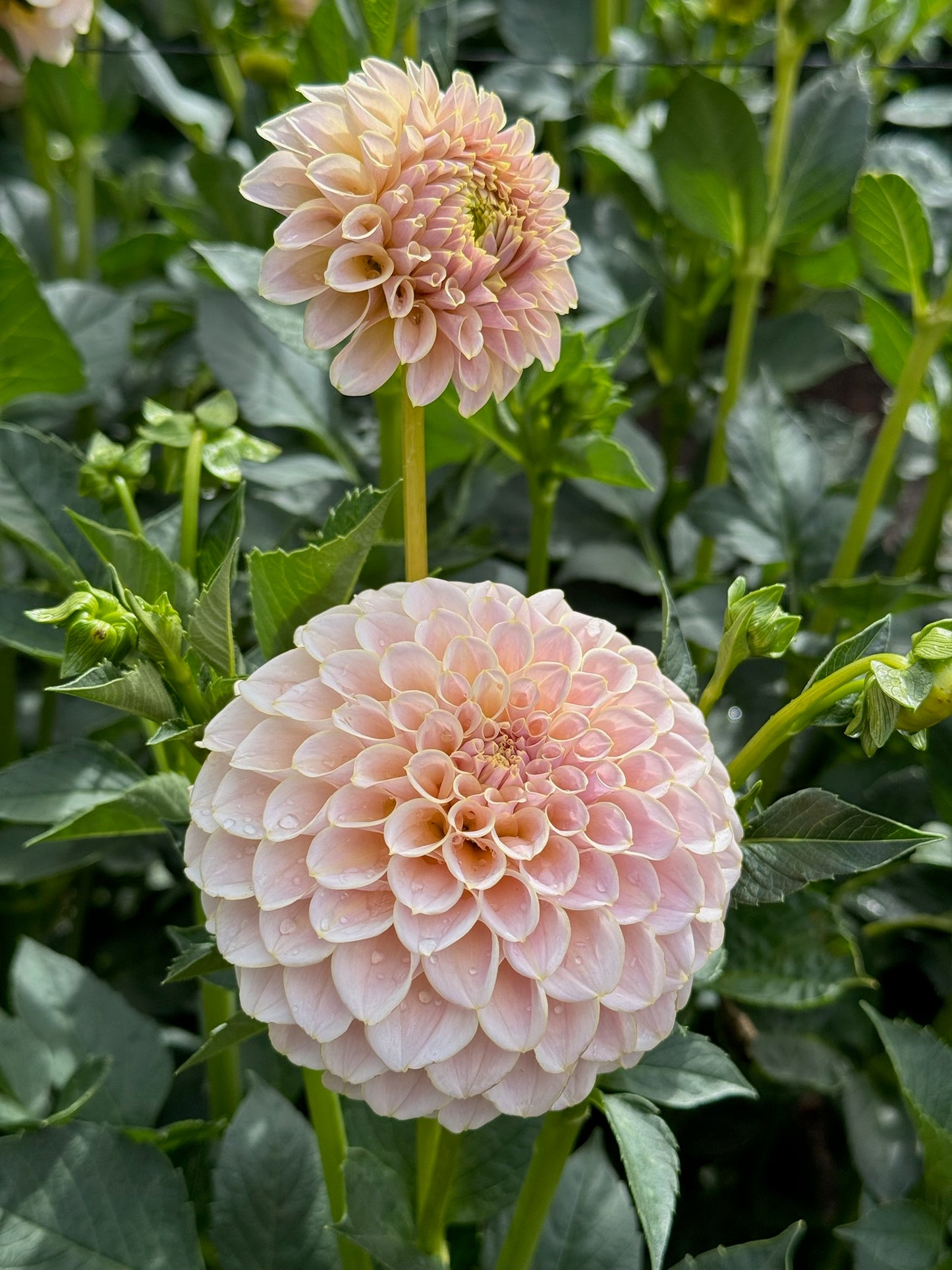 KA's® Cinder Rose CUTTING