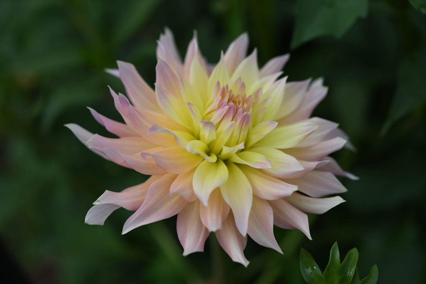 Lakeview Blush CUTTING