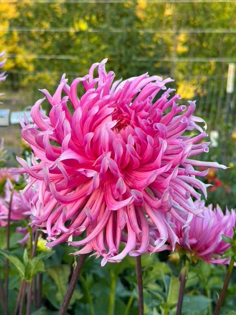 Hollyhill Cotton Candy CUTTING