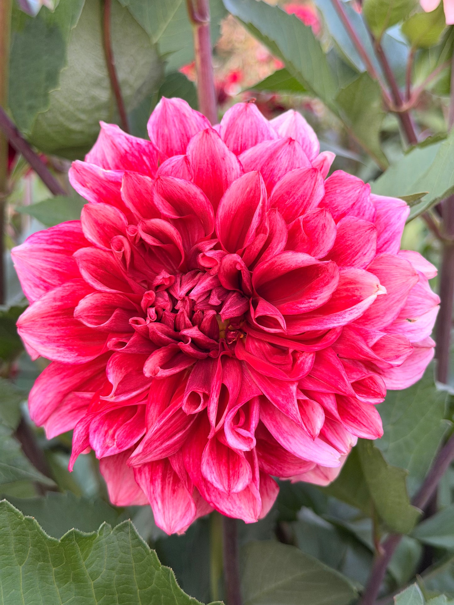 Bloomquist York TUBER