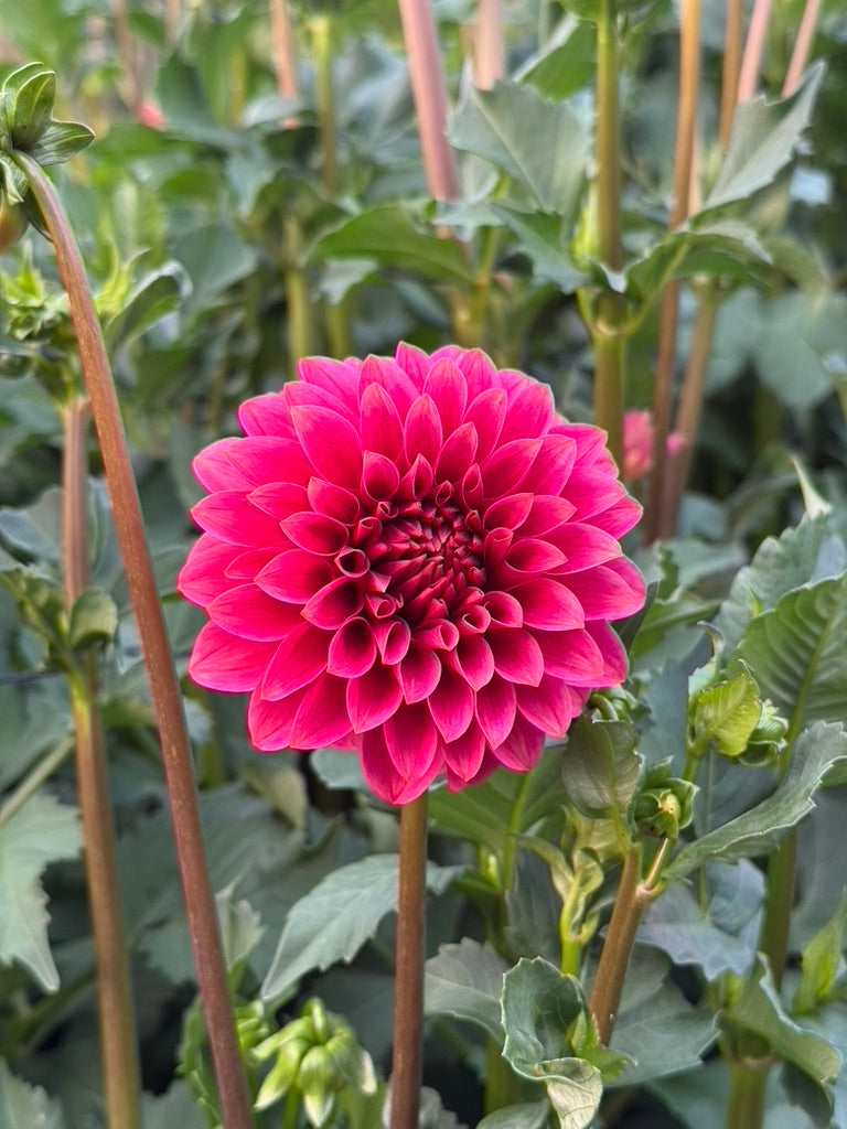 KA's® Rosie Jo TUBER