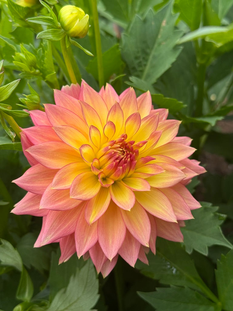 Bloomquist Vigor TUBER