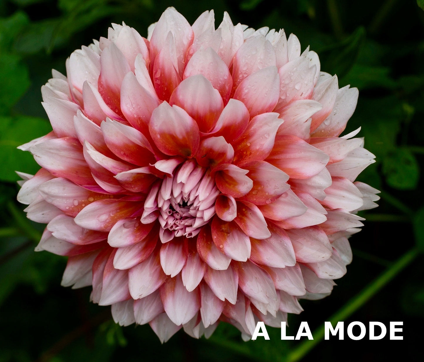 Ala Mode TUBER