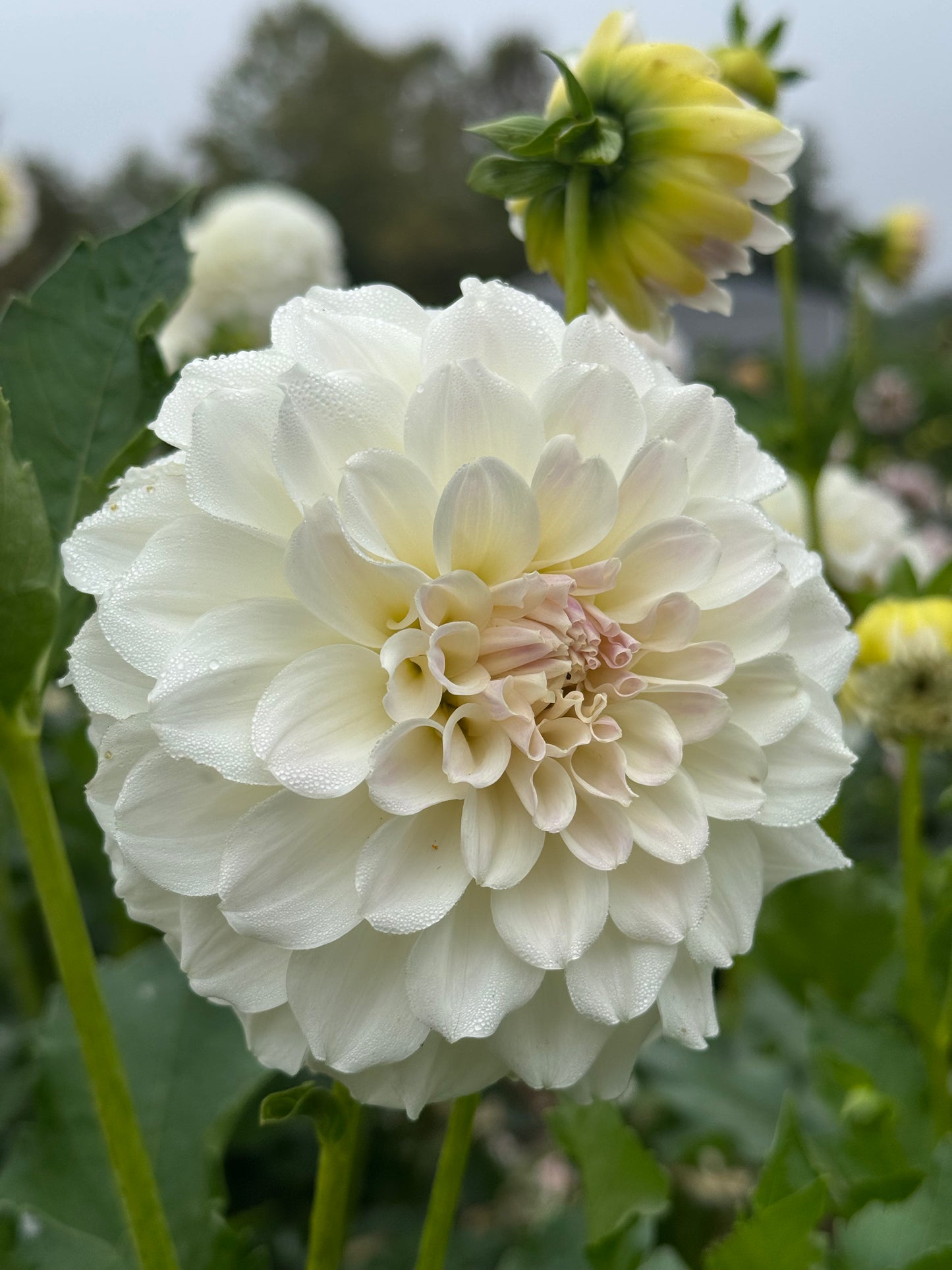Irish Ruffles TUBER