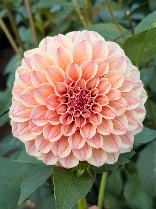 KA's® Rhubarb CUTTING