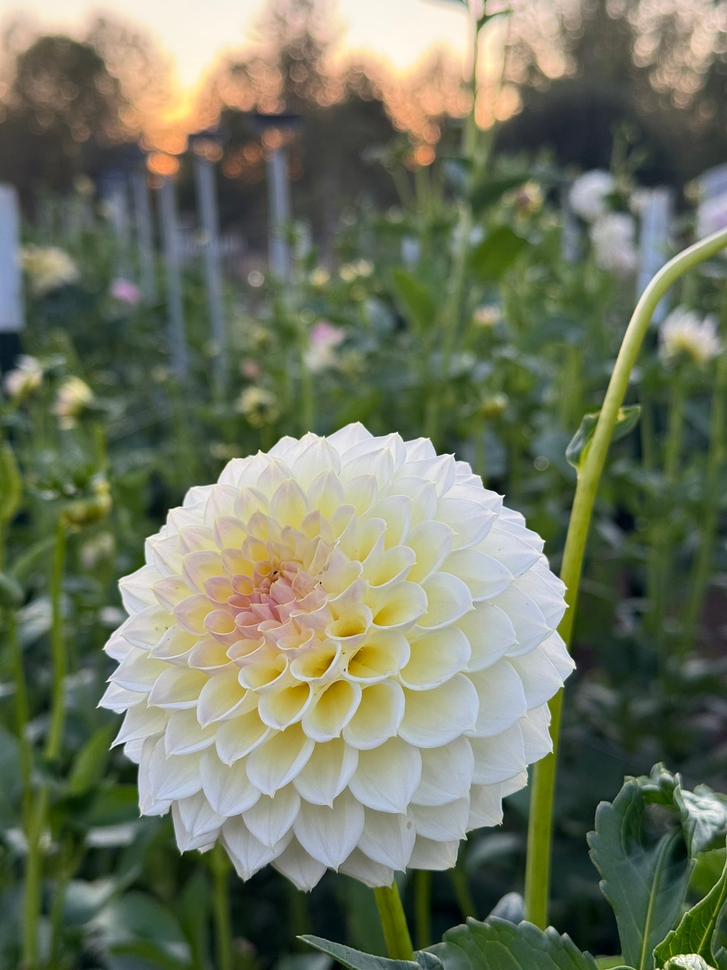 Cream Diane CUTTING