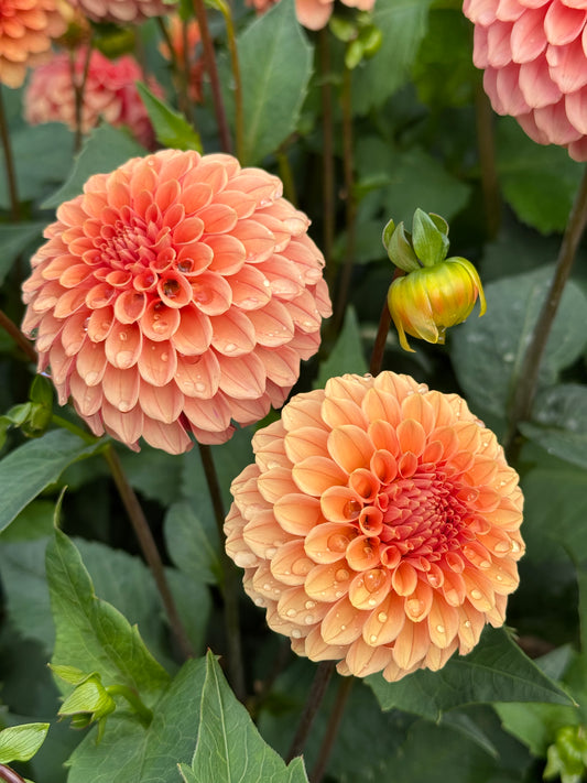 Rose Toscano TUBER