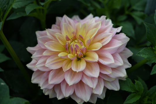 Wyn's New Pastel TUBER