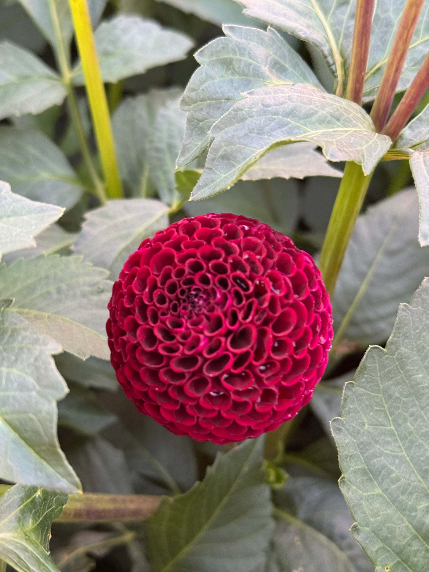 Moor Place TUBER