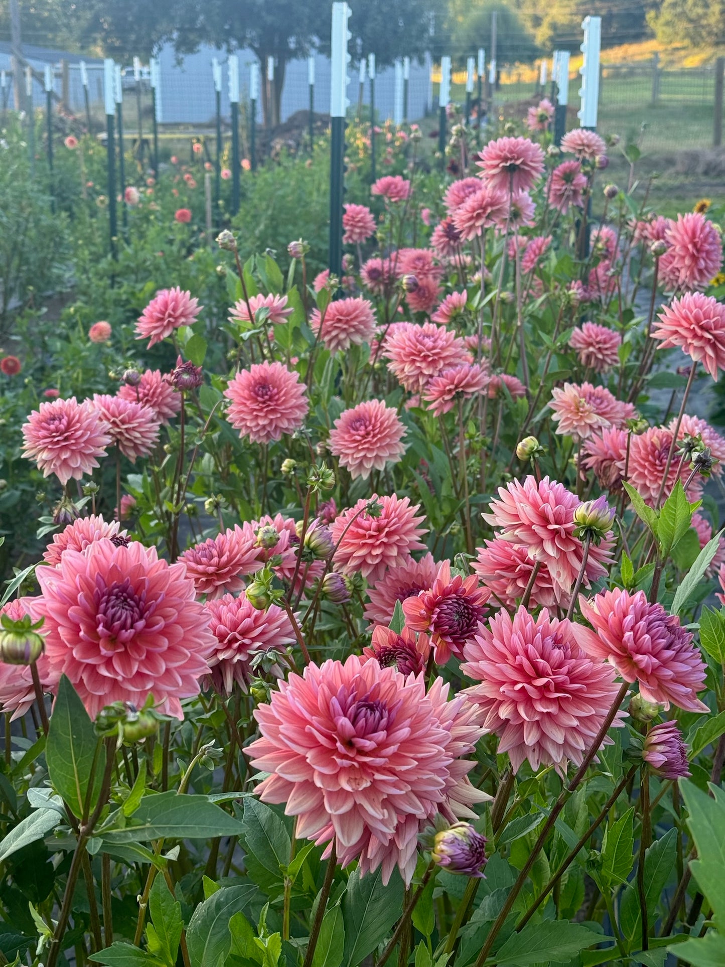 Dutch Pearl TUBER