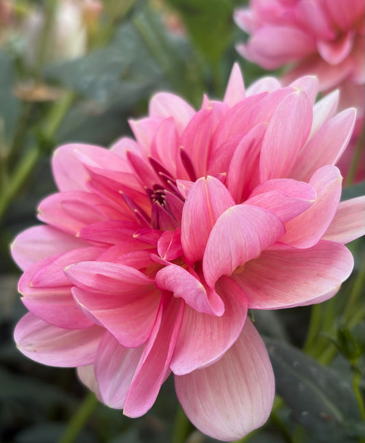 Sourire de Crozon CUTTING *LIMIT 1*