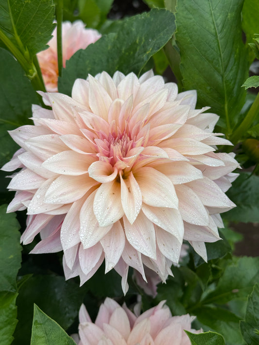 Cafe Au Lait Mini TUBER