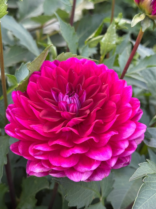 Sandia Bertha CUTTING