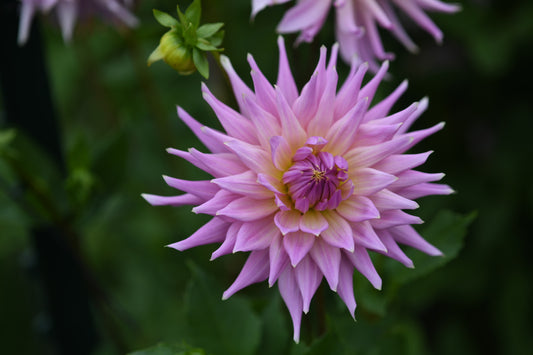 Wyn's Mauve Mist TUBER