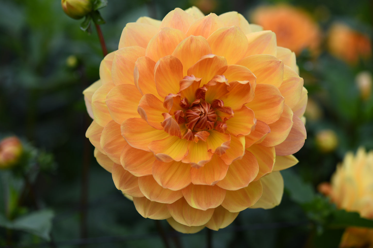 Hollyhill Honeygold CUTTING