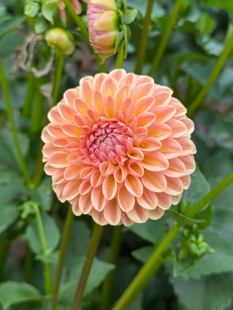 Valley Tawney TUBER