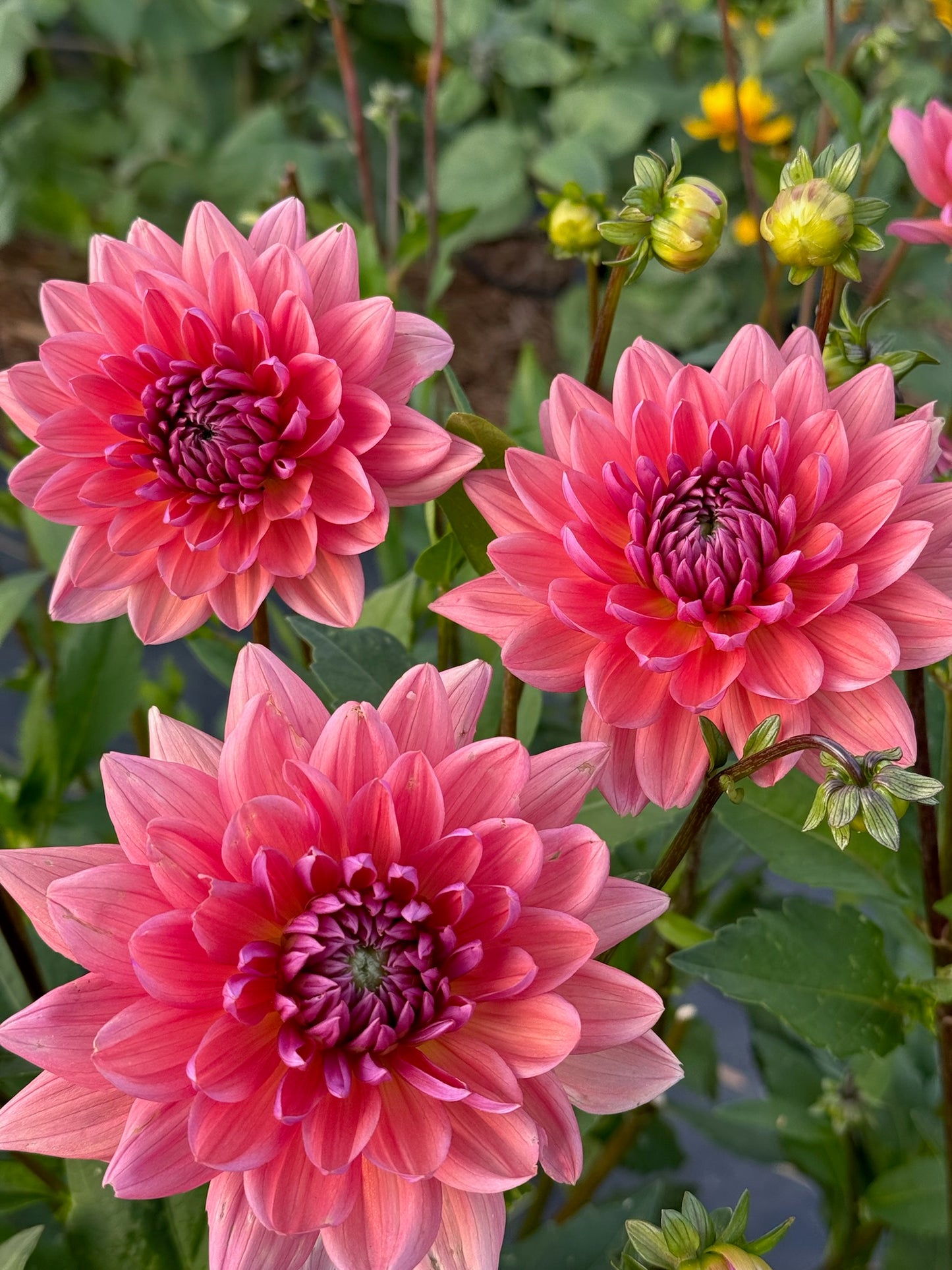 Dutch Pearl TUBER