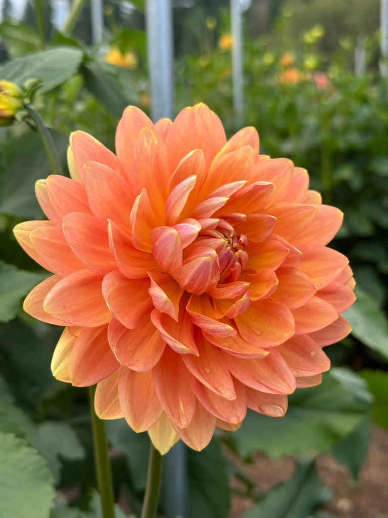 Sandia Susan CUTTING *LIMIT 1*