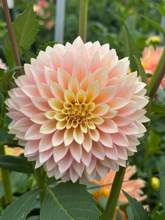 Bloomquist Blush CUTTING