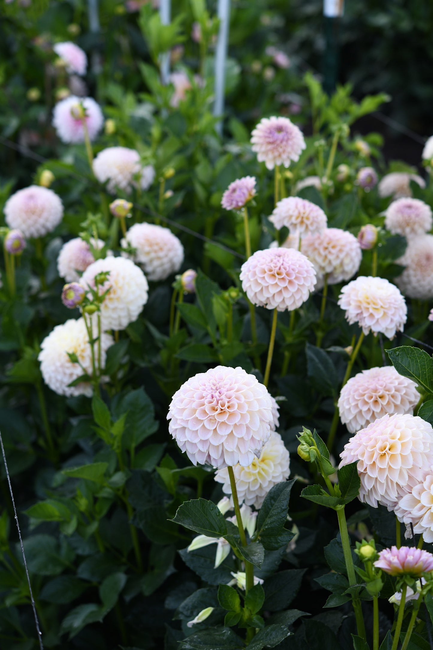 KA's® Cinder Rose CUTTING