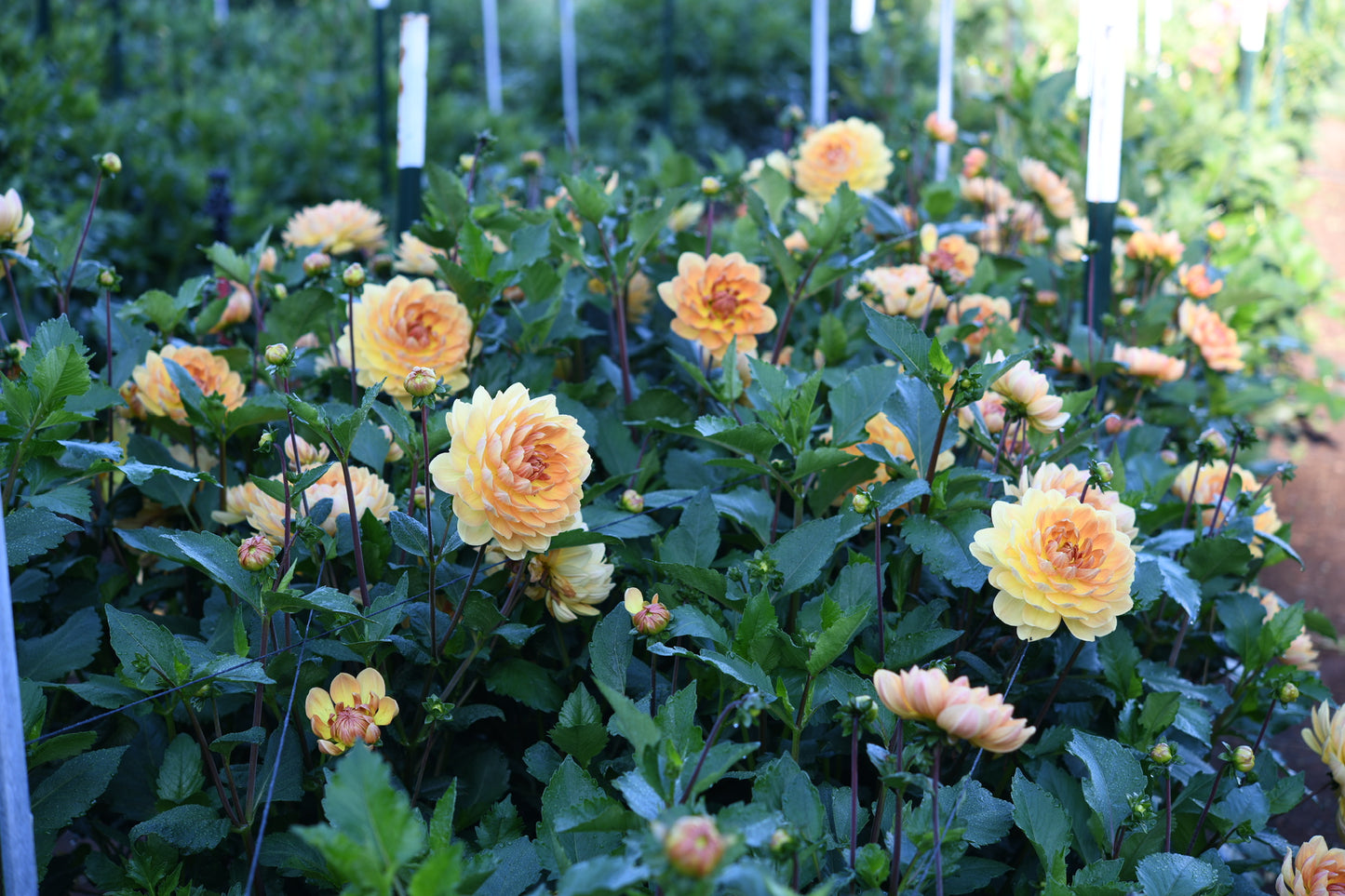 Hollyhill Honeygold CUTTING