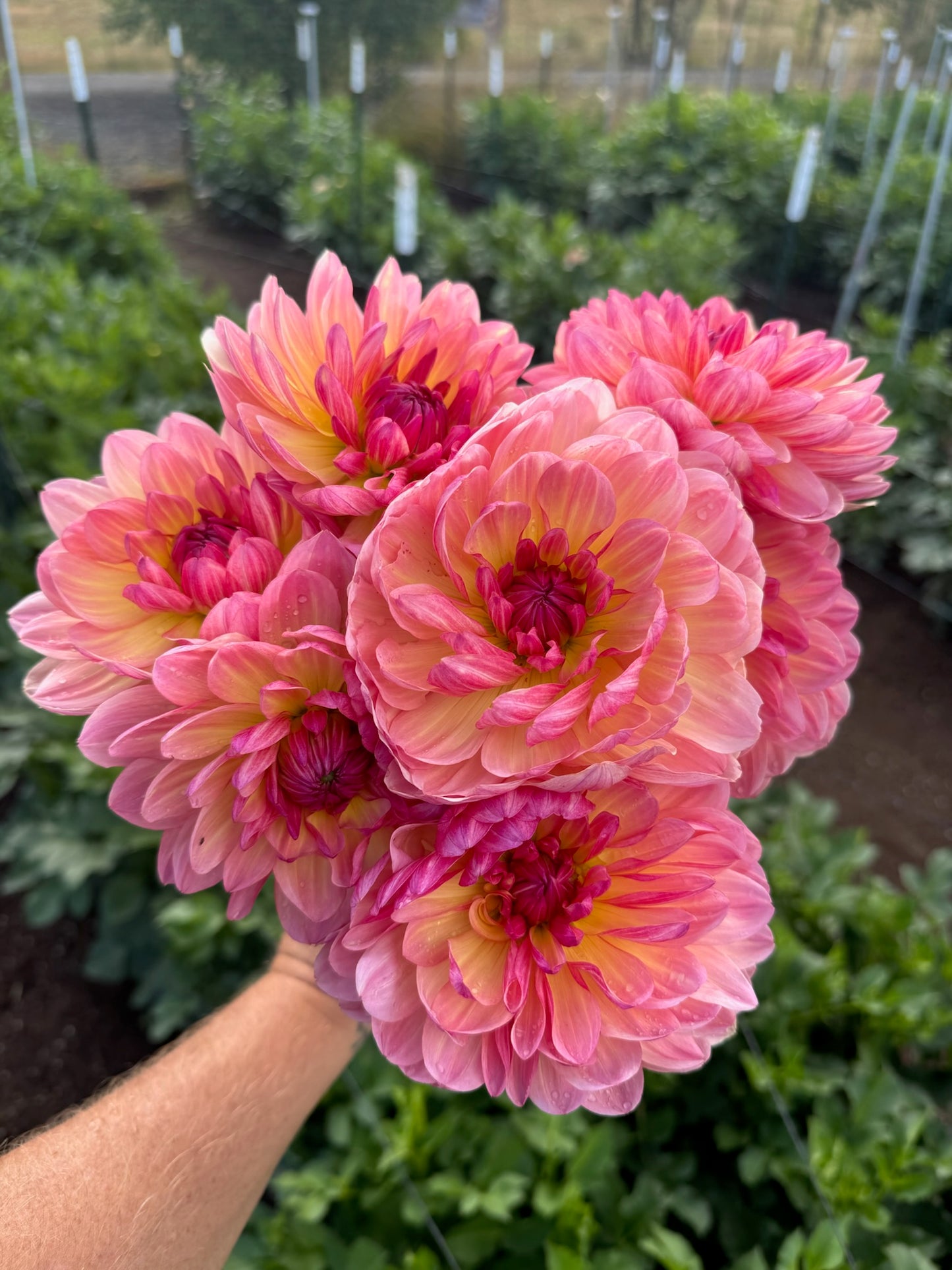 Sandia Bliss TUBER *LIMIT 1*