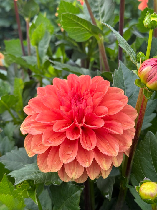 Orange King TUBER