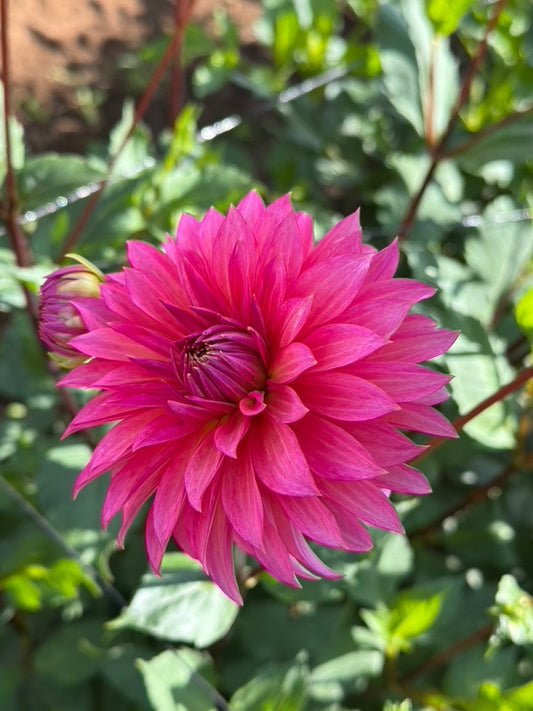 Sandia Ruthie CUTTING