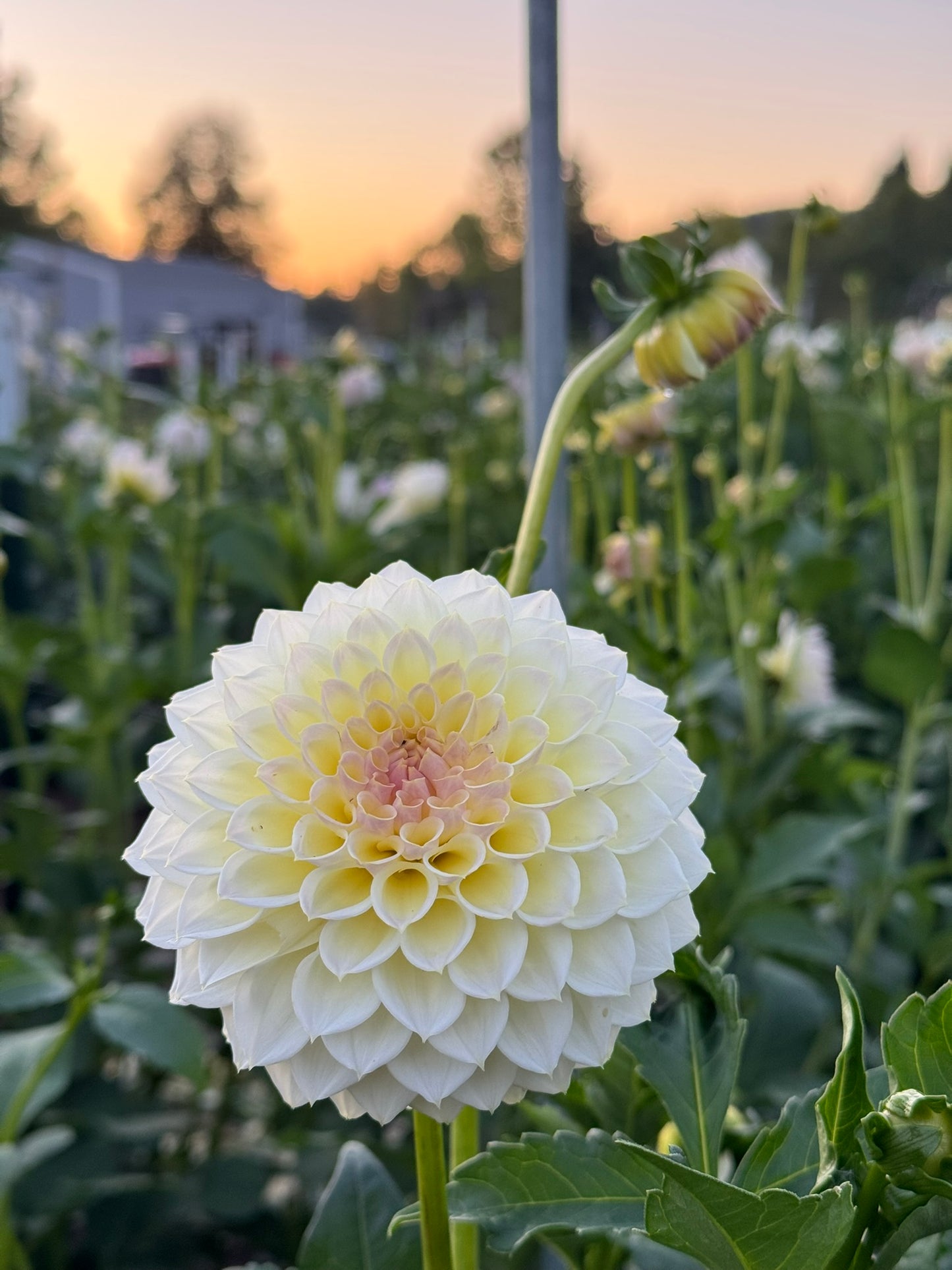 Cream Diane CUTTING