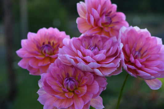 Sandia Rose TUBER