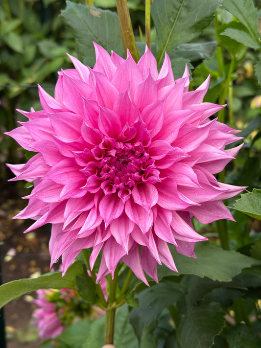 Cafe Au Lait Rose TUBER