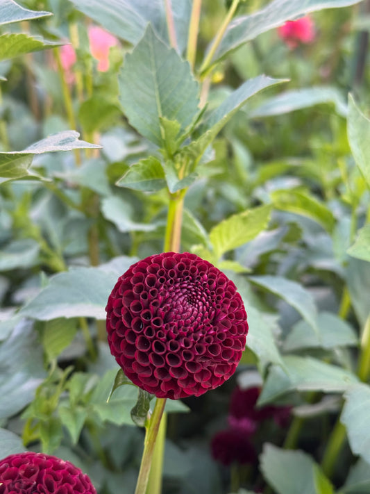 Moor Place TUBER