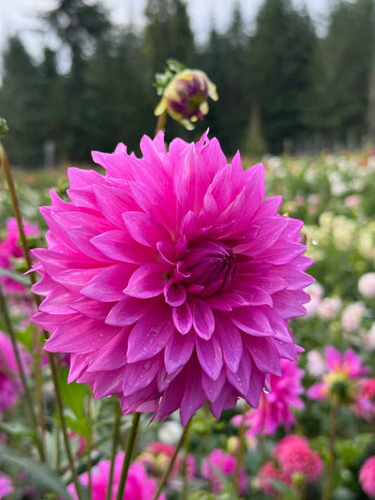 Bloomquist Enjoyment CUTTING