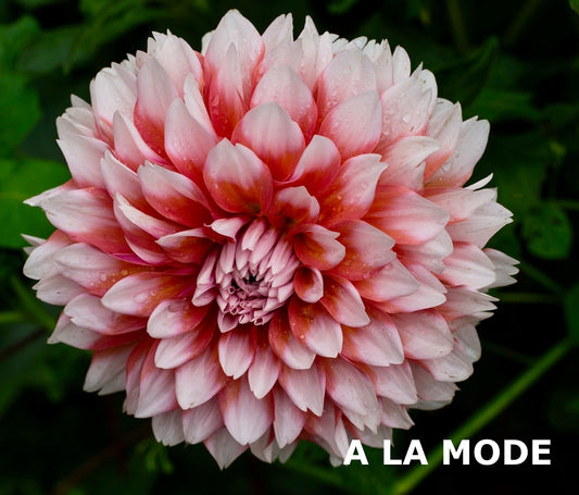 Ala Mode TUBER