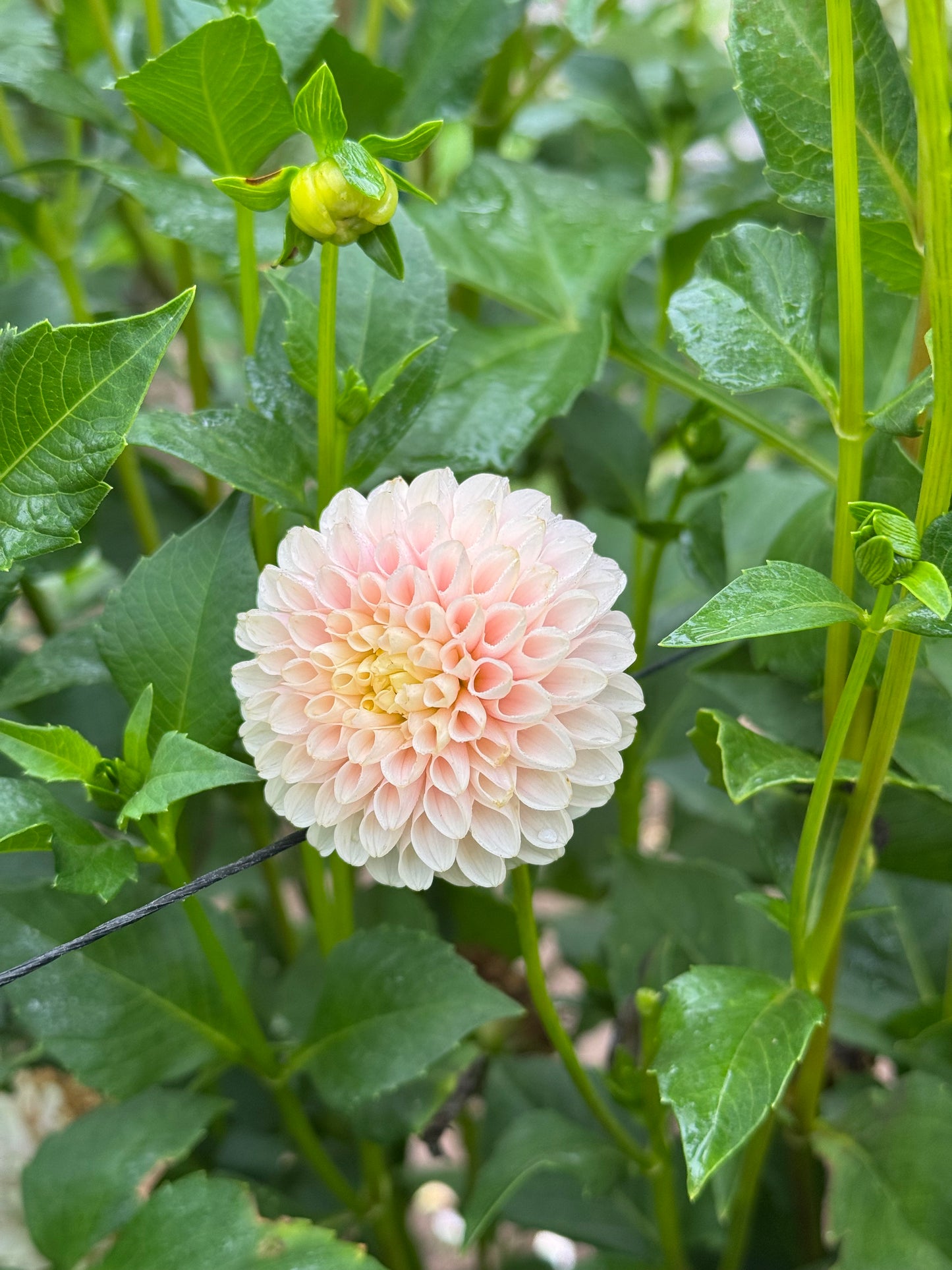 Hollyhill Pollyanna CUTTING