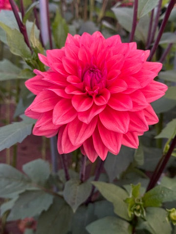 American Dawn CUTTING