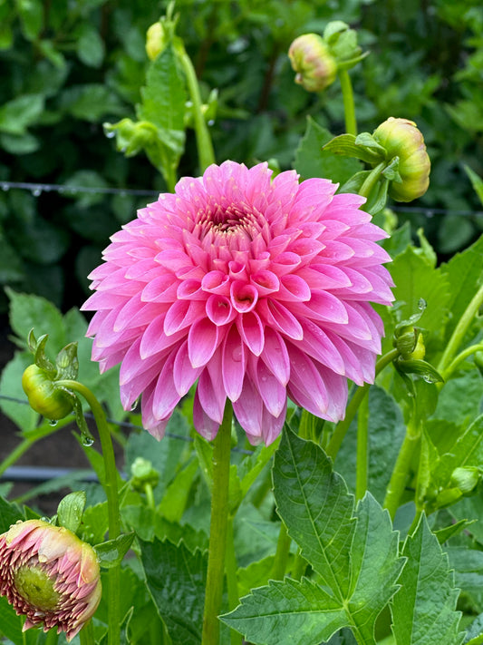 Bloomquist Pink Parfait TUBER