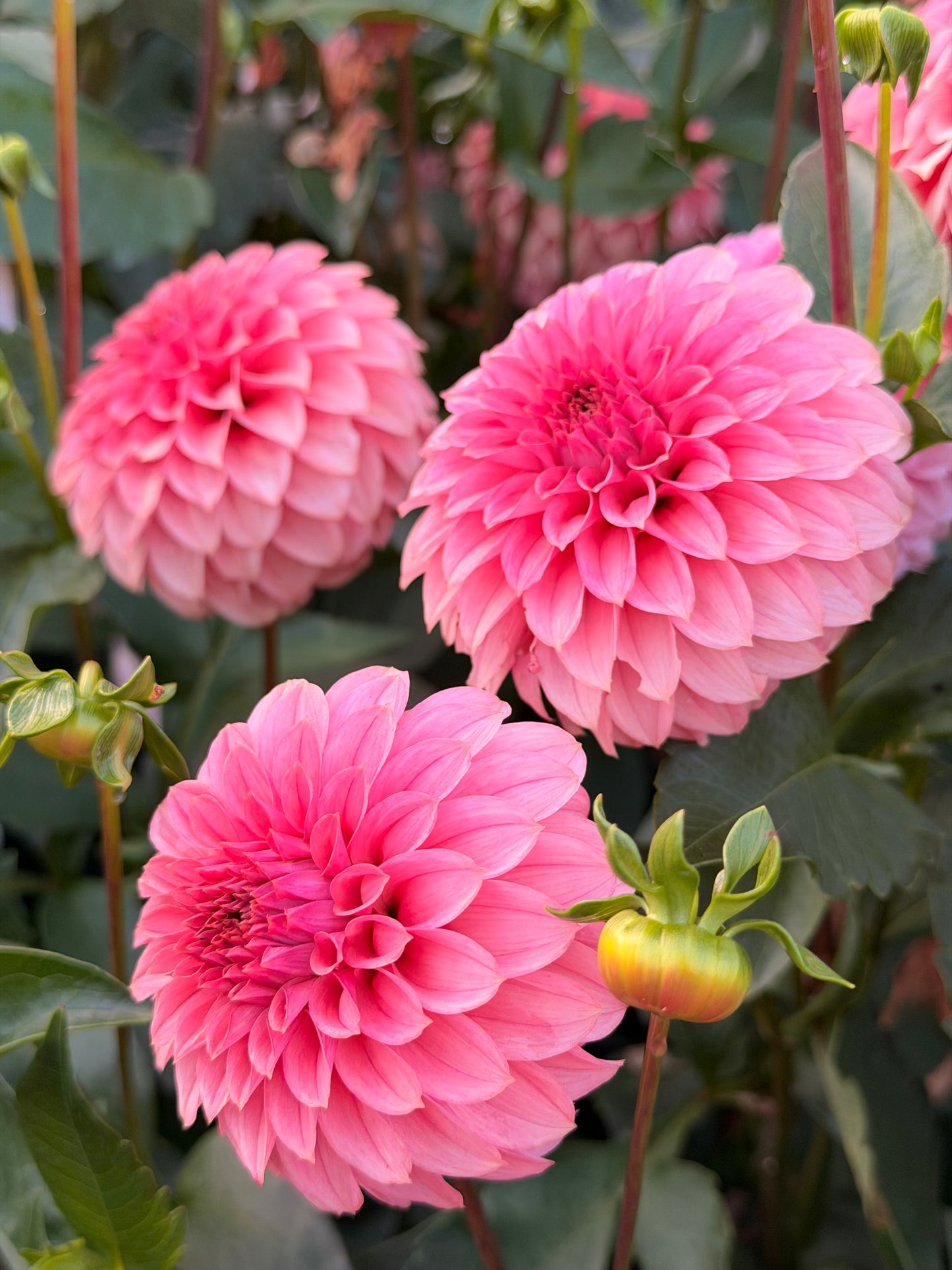 KA's® Keltie Rose TUBER