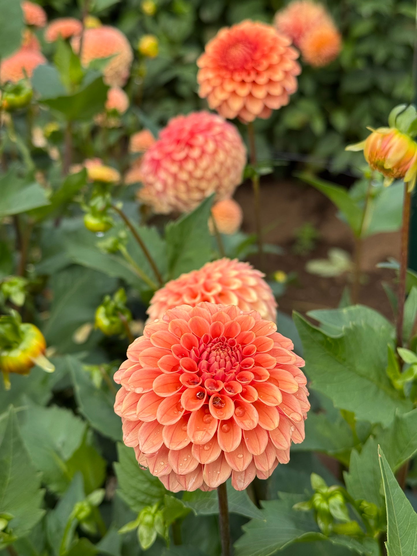 Rose Toscano TUBER