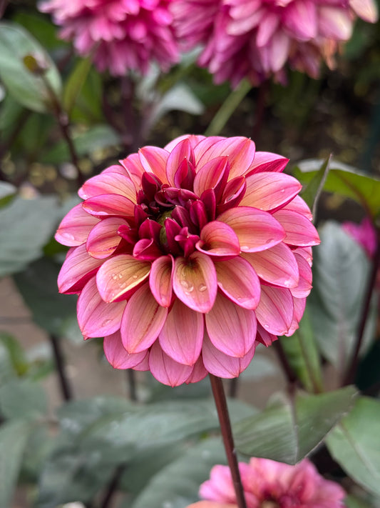 Senior's Hope TUBER