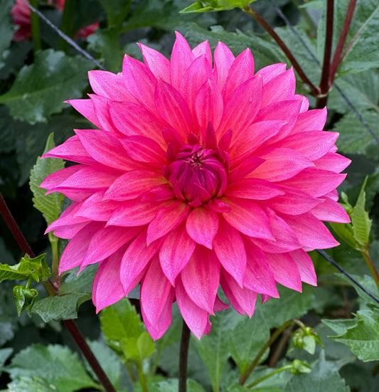 Sandia Ruthie CUTTING