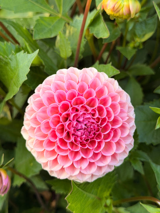 Bracken Rose TUBER