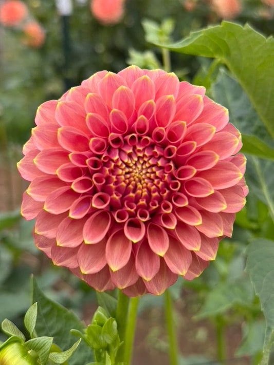 Peachy Parade CUTTING *LIMIT 1*