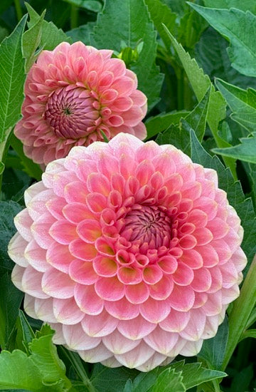 20th Ave. Softer Peach TUBER