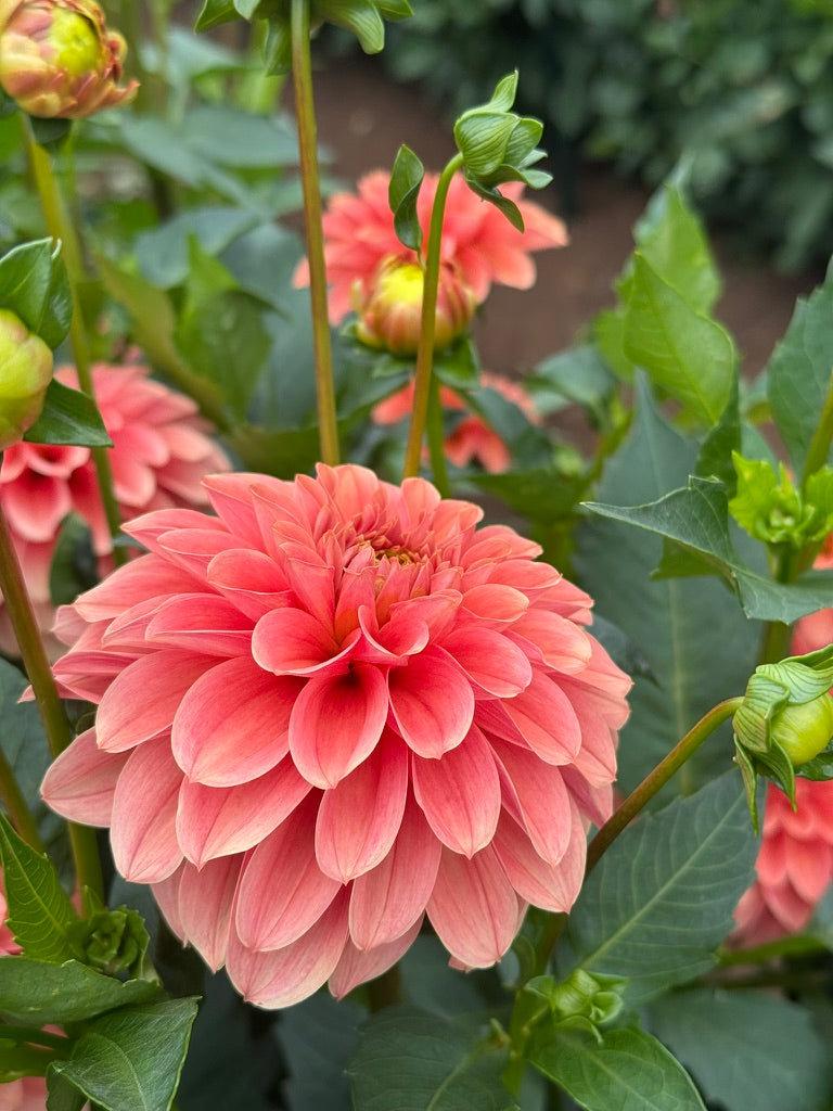 KA's® Apricot Jam TUBER