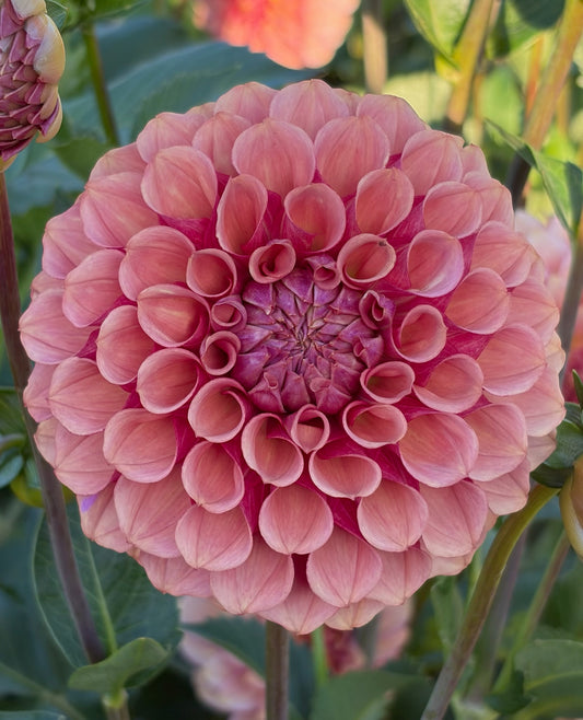 Burfoot Desert Rose CUTTING