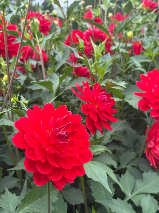 Red Velvet TUBER